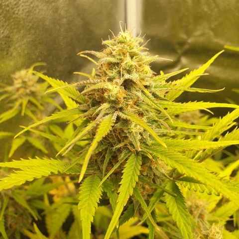 Blue Cheese Automatic growlog timeline photo