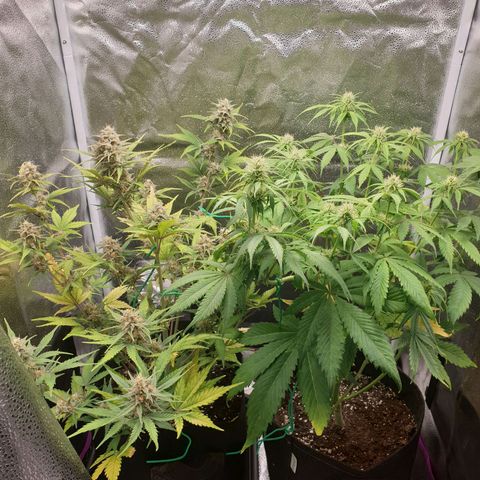 Blue Cheese Automatic growlog timeline photo