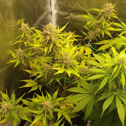 Blue Cheese Automatic growlog timeline photo