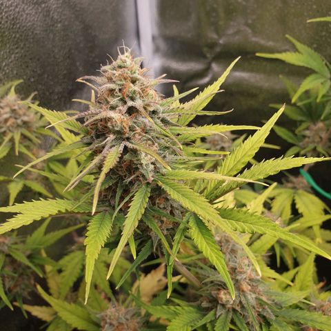 Blue Cheese Automatic growlog timeline photo