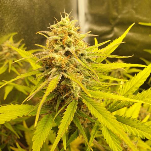 Blue Cheese Automatic growlog timeline photo