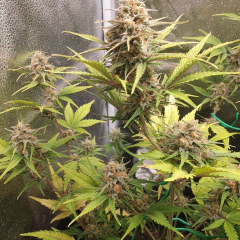 Blue Cheese Automatic growlog timeline photo
