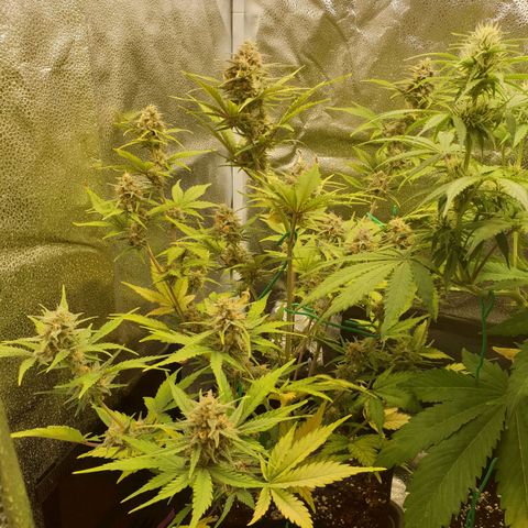 Blue Cheese Automatic growlog timeline photo