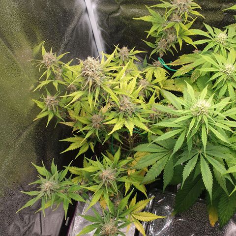 Blue Cheese Automatic growlog timeline photo