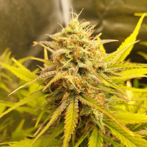 Blue Cheese Automatic growlog timeline photo