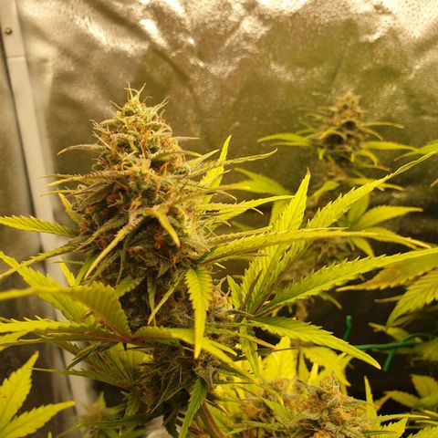 Blue Cheese Automatic growlog timeline photo