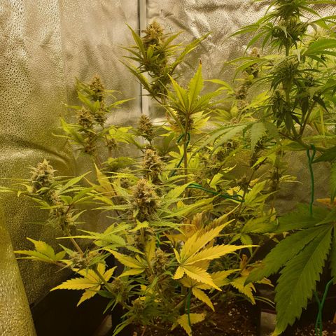 Blue Cheese Automatic growlog timeline photo