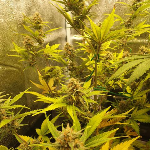 Blue Cheese Automatic growlog timeline photo