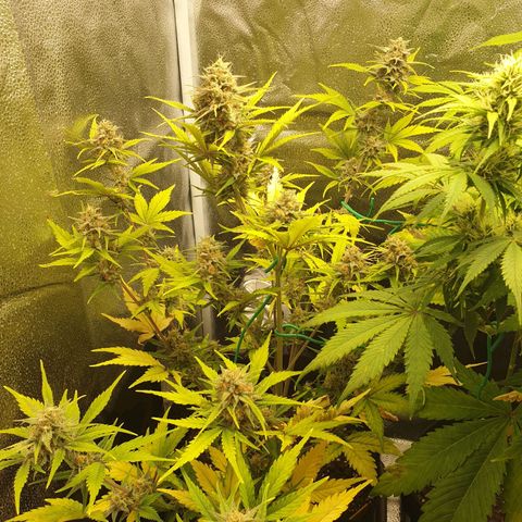 Blue Cheese Automatic growlog timeline photo