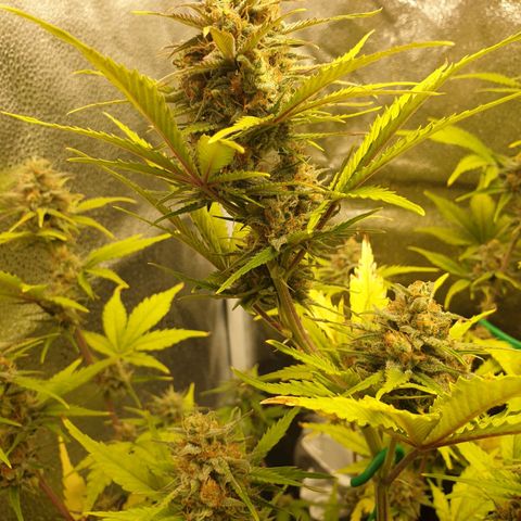 Blue Cheese Automatic growlog timeline photo