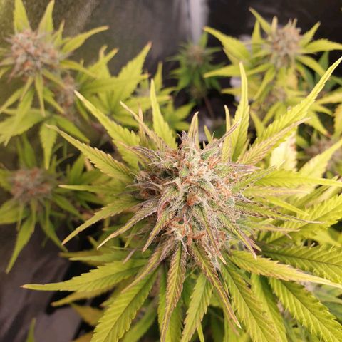 Blue Cheese Automatic growlog timeline photo