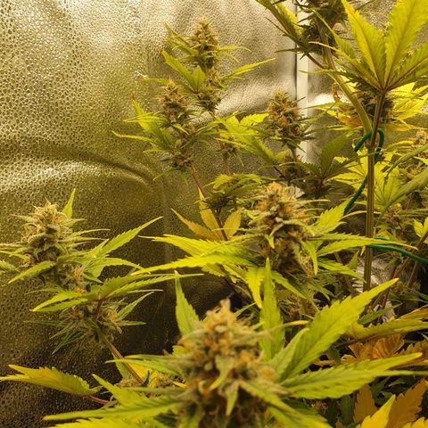 Blue Cheese Automatic growlog timeline photo