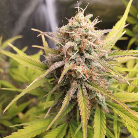 Blue Cheese Automatic growlog timeline photo