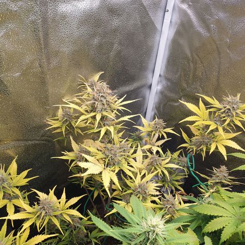 Blue Cheese Automatic growlog timeline photo