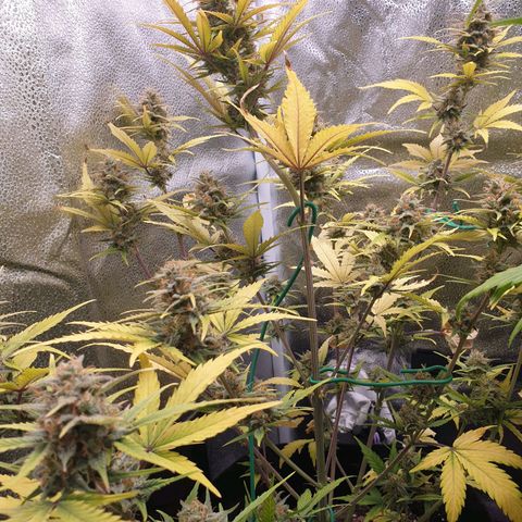 Blue Cheese Automatic growlog timeline photo