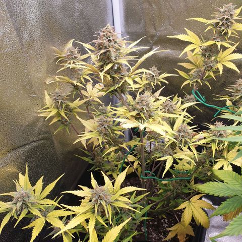 Blue Cheese Automatic growlog timeline photo