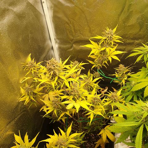Blue Cheese Automatic growlog timeline photo