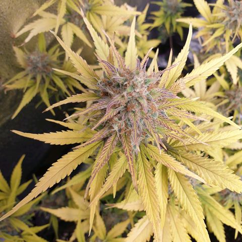 Blue Cheese Automatic growlog timeline photo