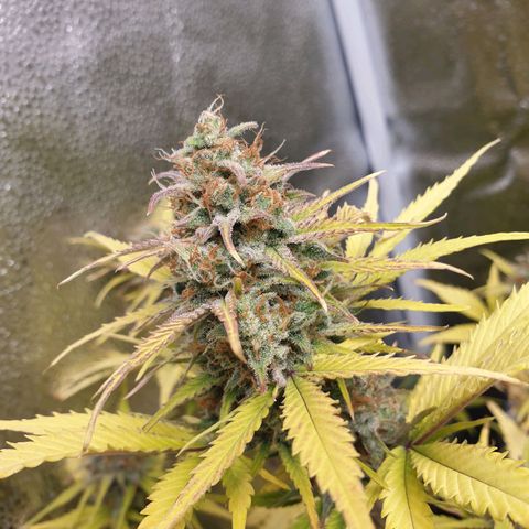 Blue Cheese Automatic growlog timeline photo