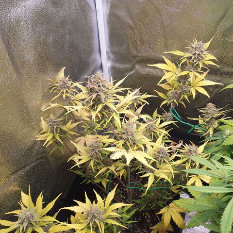 Blue Cheese Automatic growlog timeline photo
