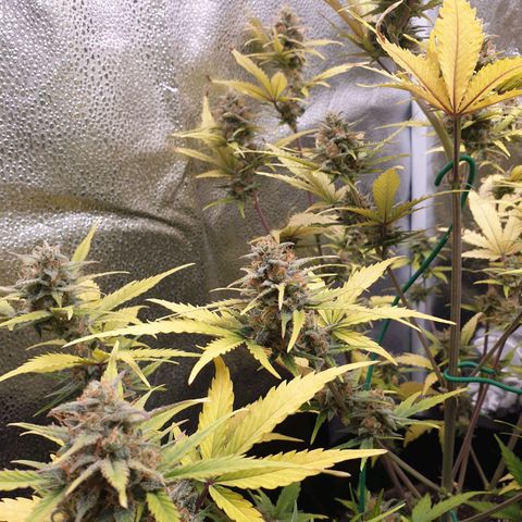 Blue Cheese Automatic growlog timeline photo