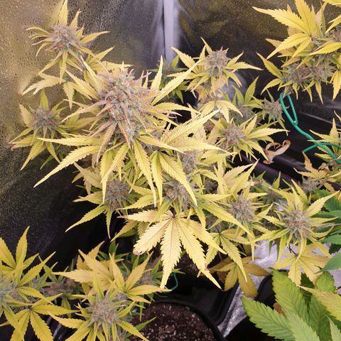 Blue Cheese Automatic growlog timeline photo