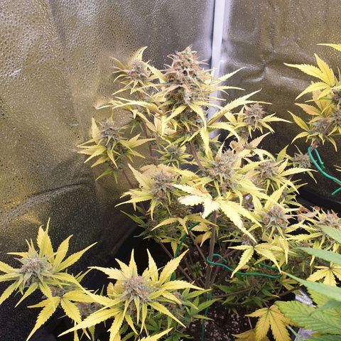 Blue Cheese Automatic growlog timeline photo