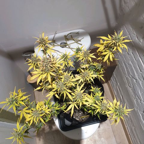 Blue Cheese Automatic growlog timeline photo