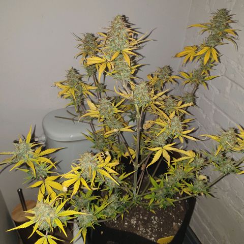 Blue Cheese Automatic growlog timeline photo
