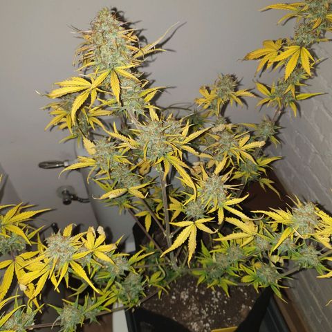 Blue Cheese Automatic growlog timeline photo