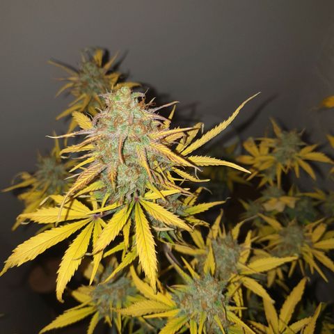 Blue Cheese Automatic growlog timeline photo