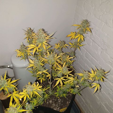 Blue Cheese Automatic growlog timeline photo