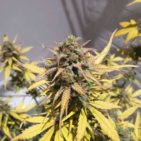 Blue Cheese Automatic growlog timeline photo
