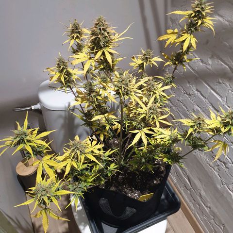 Blue Cheese Automatic growlog timeline photo