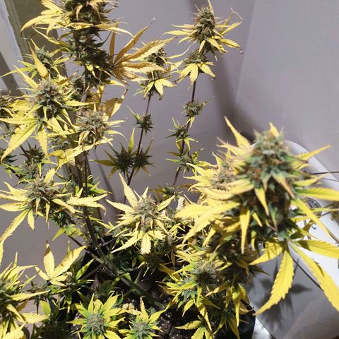 Blue Cheese Automatic growlog timeline photo