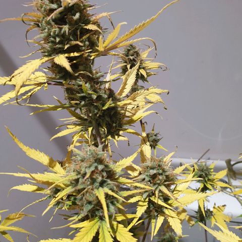 Blue Cheese Automatic growlog timeline photo