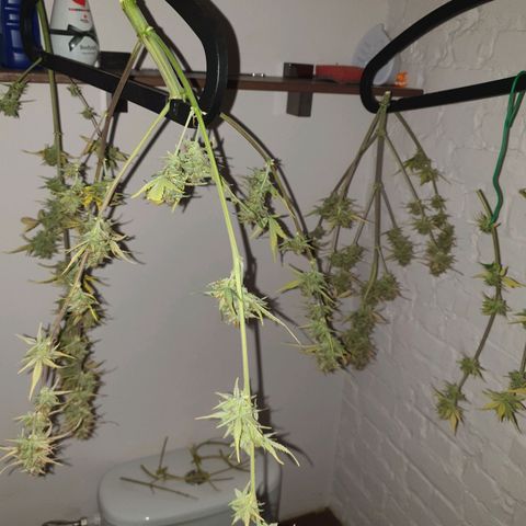 Blue Cheese Automatic growlog timeline photo
