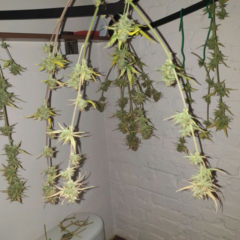 Blue Cheese Automatic growlog timeline photo