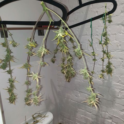 Blue Cheese Automatic growlog timeline photo