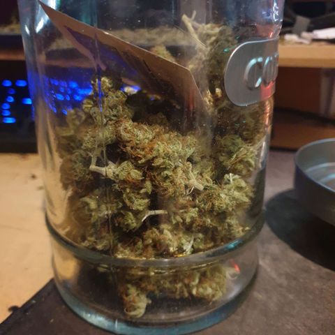 Blue Cheese Automatic growlog timeline photo