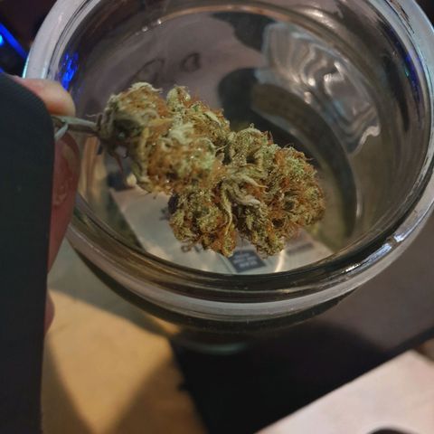 Blue Cheese Automatic growlog timeline photo