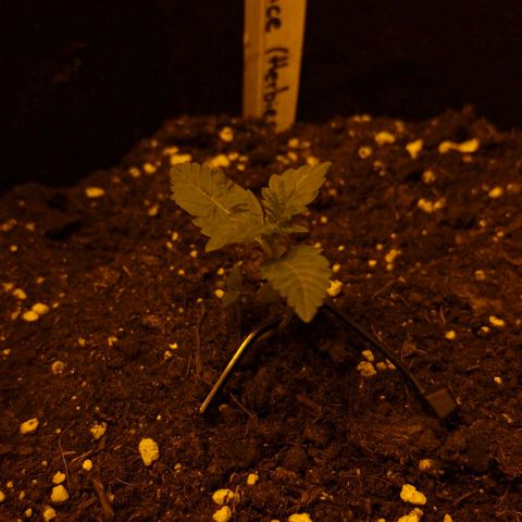 Purple Juice Auto  growlog timeline photo