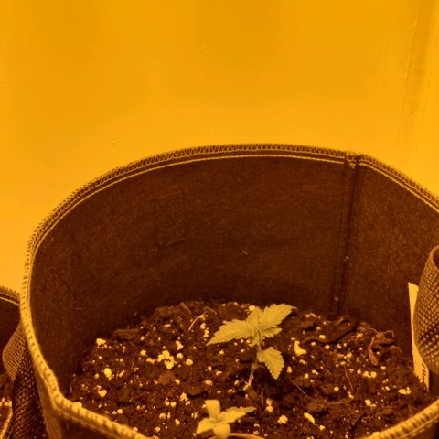 Purple Juice Auto  growlog timeline photo