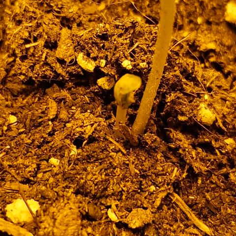 Purple Juice Auto  growlog timeline photo