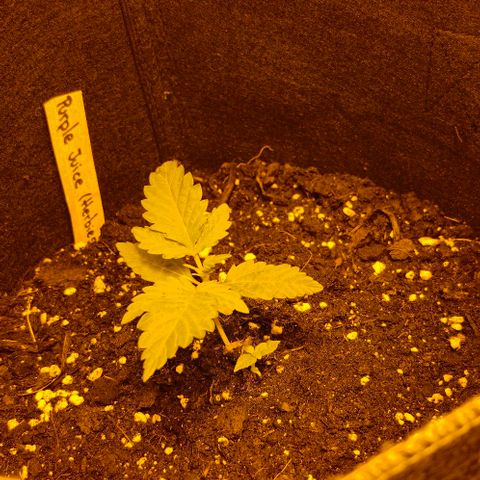Purple Juice Auto  growlog timeline photo