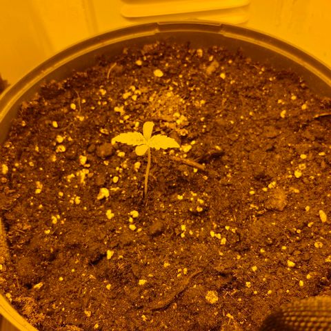 GG#4 growlog timeline photo