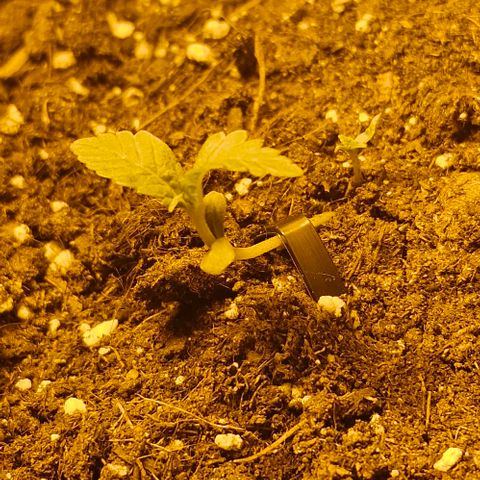 Purple Juice Auto  growlog timeline photo