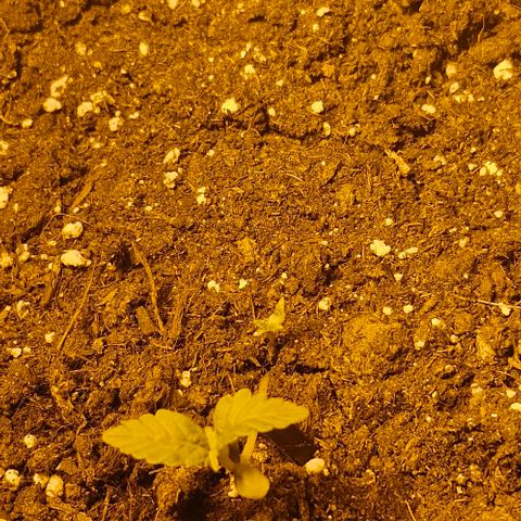 Purple Juice Auto  growlog timeline photo