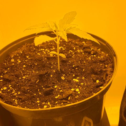 GG#4 growlog timeline photo