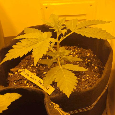 Purple Juice Auto  growlog timeline photo
